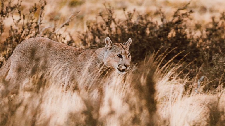 Puma selvagem no Parque Nacional Torres del Paine durante experiência de puma tracking na Patagônia chilena